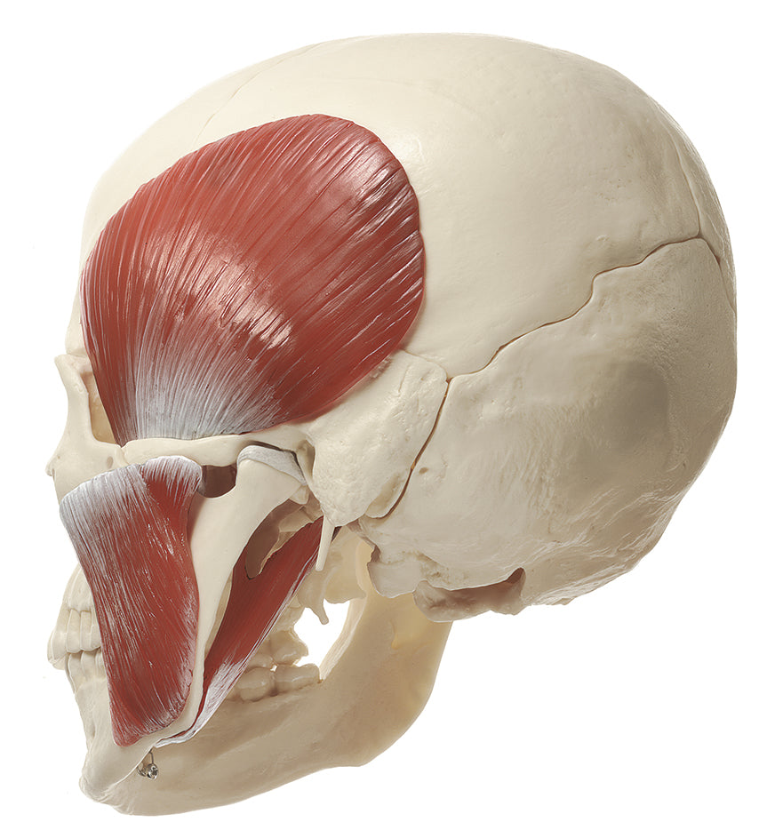 18-Part Model of the Skull with Masticatory Muscles (QS 8/218M)