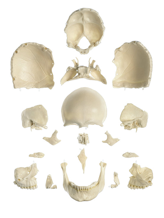 18-Part Model of the Skull