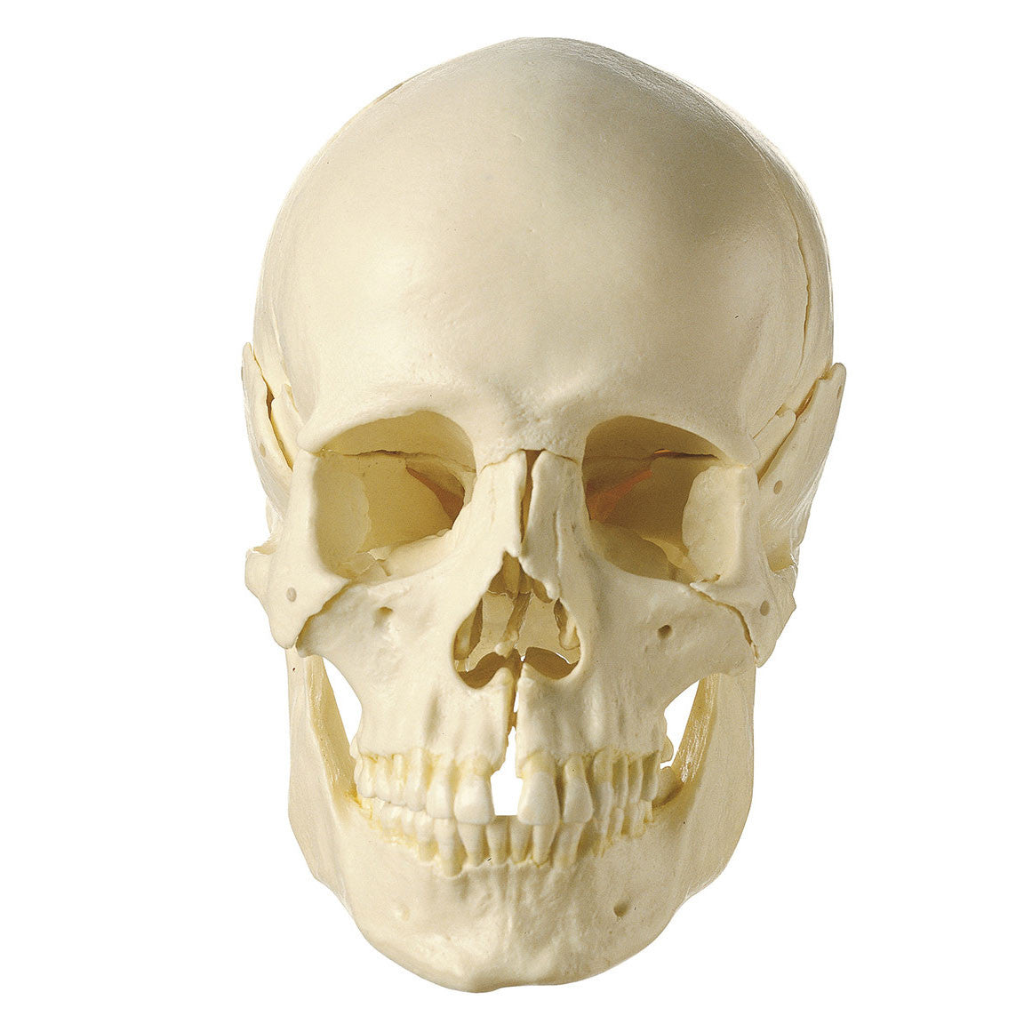 18-Part Model of the Skull Somso Qs 8/218