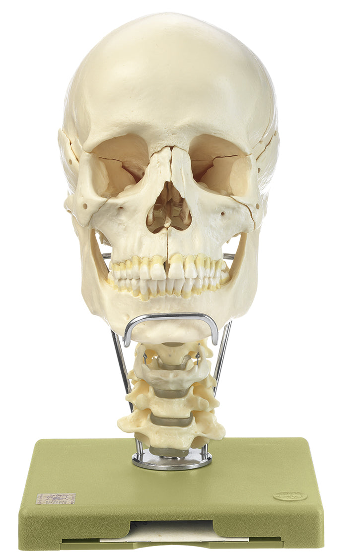 14-Piece Model of the Skull with Cervical Vertebral Column and Hyoid Bone