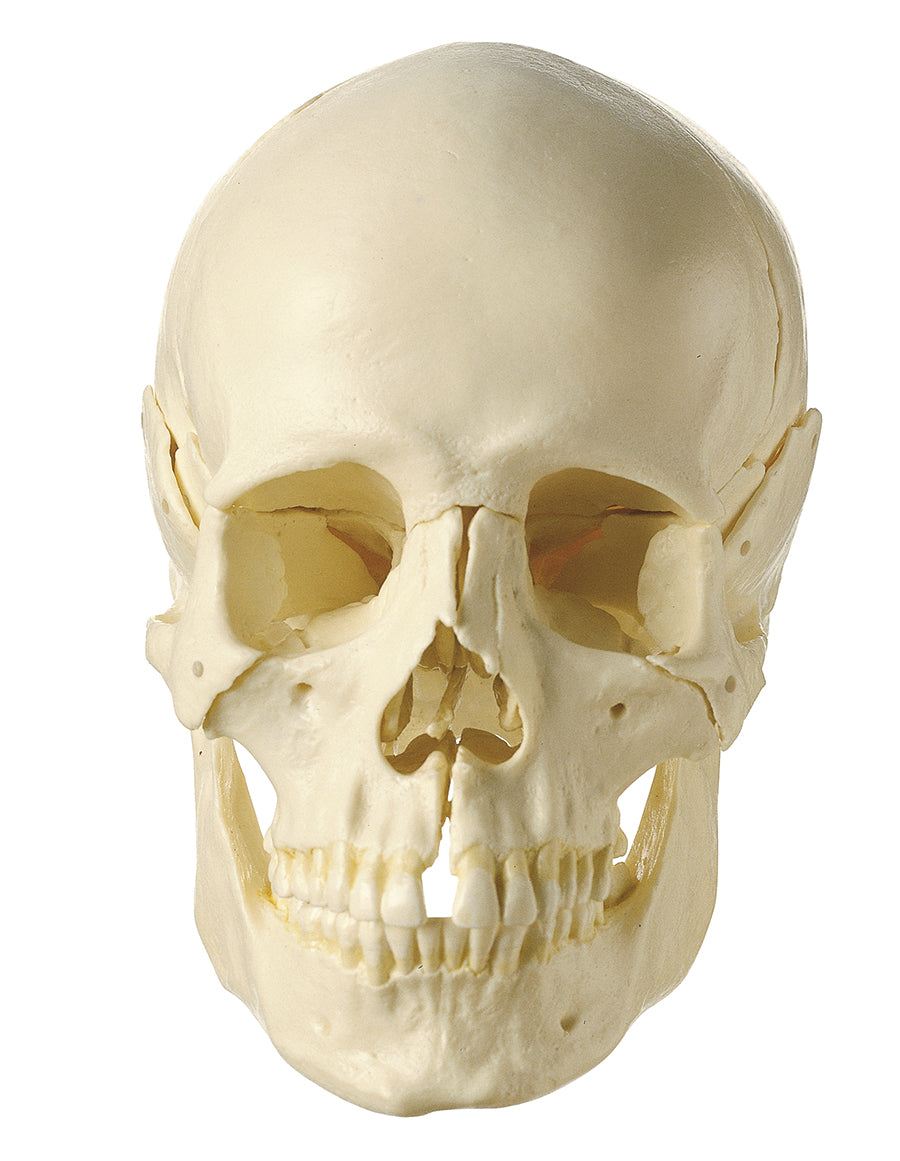 14-Piece Model of the Skull