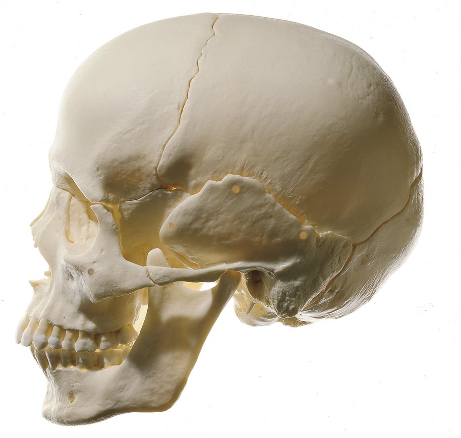 14-Piece Model of the Skull