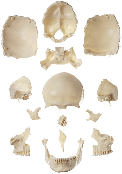 14-Piece Model of the Skull
