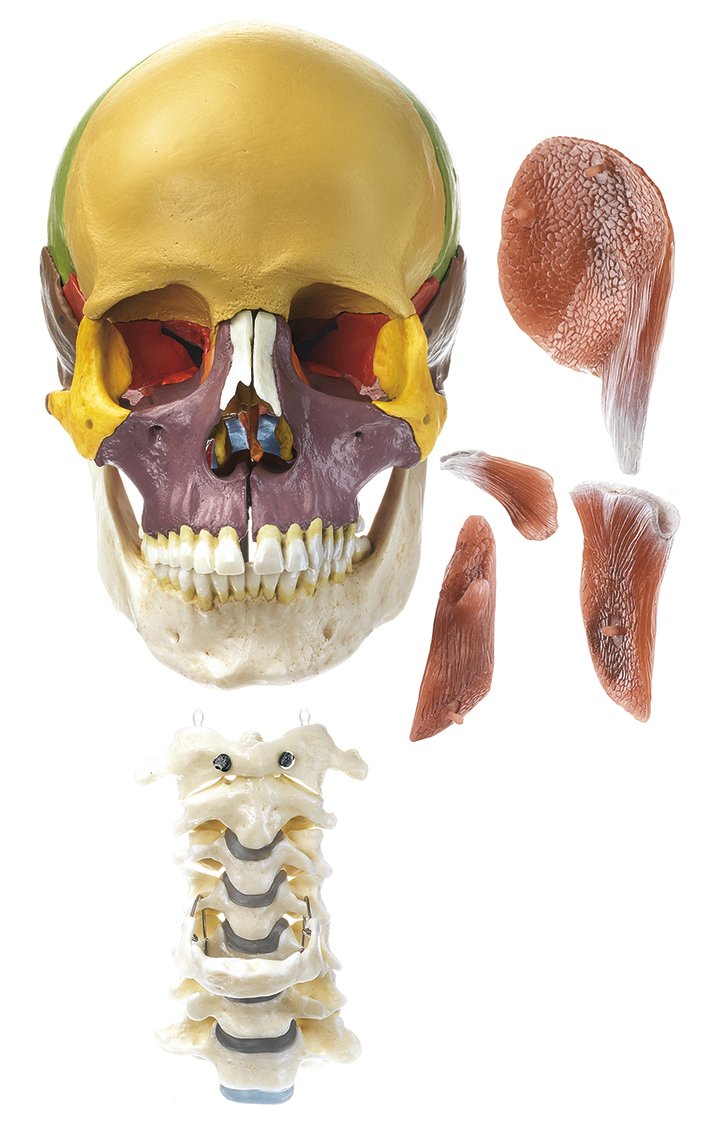 18-Part Model of the Skull, didactic with Cervical Spine and Masticatory Muscles