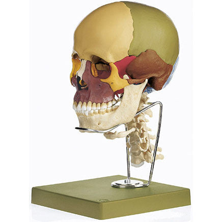 14-Part Model of the Skull, didactic Somso Qs 8/3C