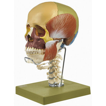 14-Part Model of the Skull, didactic with Cervical Spine and Masticatory Muscles Somso Qs 8/3C+M