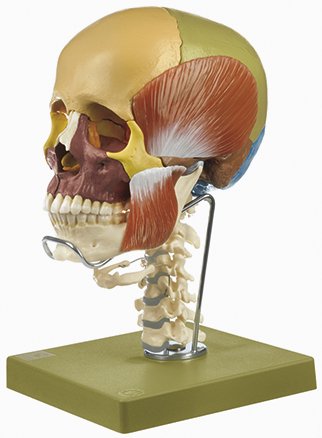 14-Part Coloured Model of the Skull with Masticatory Muscles, Cervical Vertebral Column, and Hyoid Bone (QS 8/3C+M)
