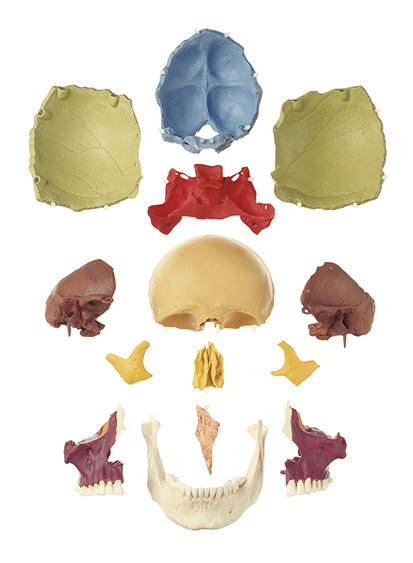 14-Part Coloured Model of the Skull (QS 8/3)