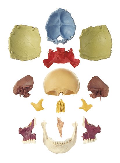 14-Piece Model of the Skull