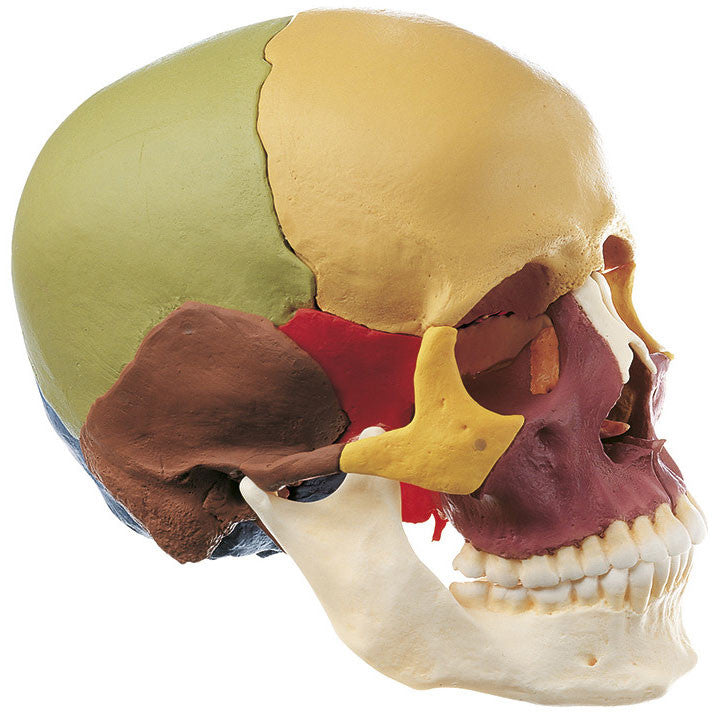 14-Part Model of the Skull, Didactic Coloured Somso Qs 8/3