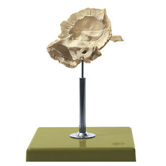 Artificial Temporal Bone Model Somso Qs 8/51