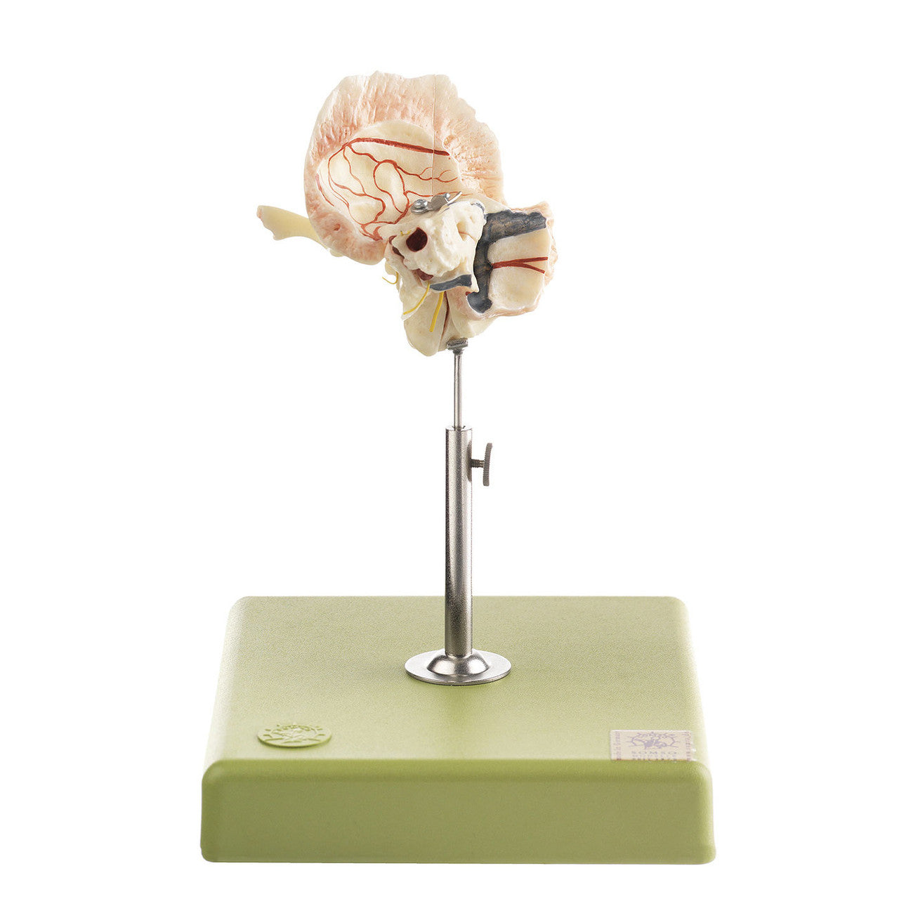 Artificial Temporal Bone model | Somso Qs 8/54