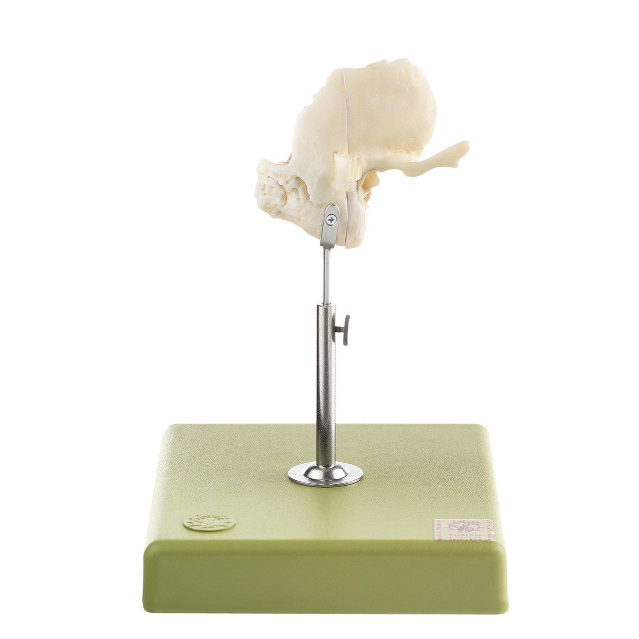 Artificial Temporal Bone model | Somso Qs 8/54