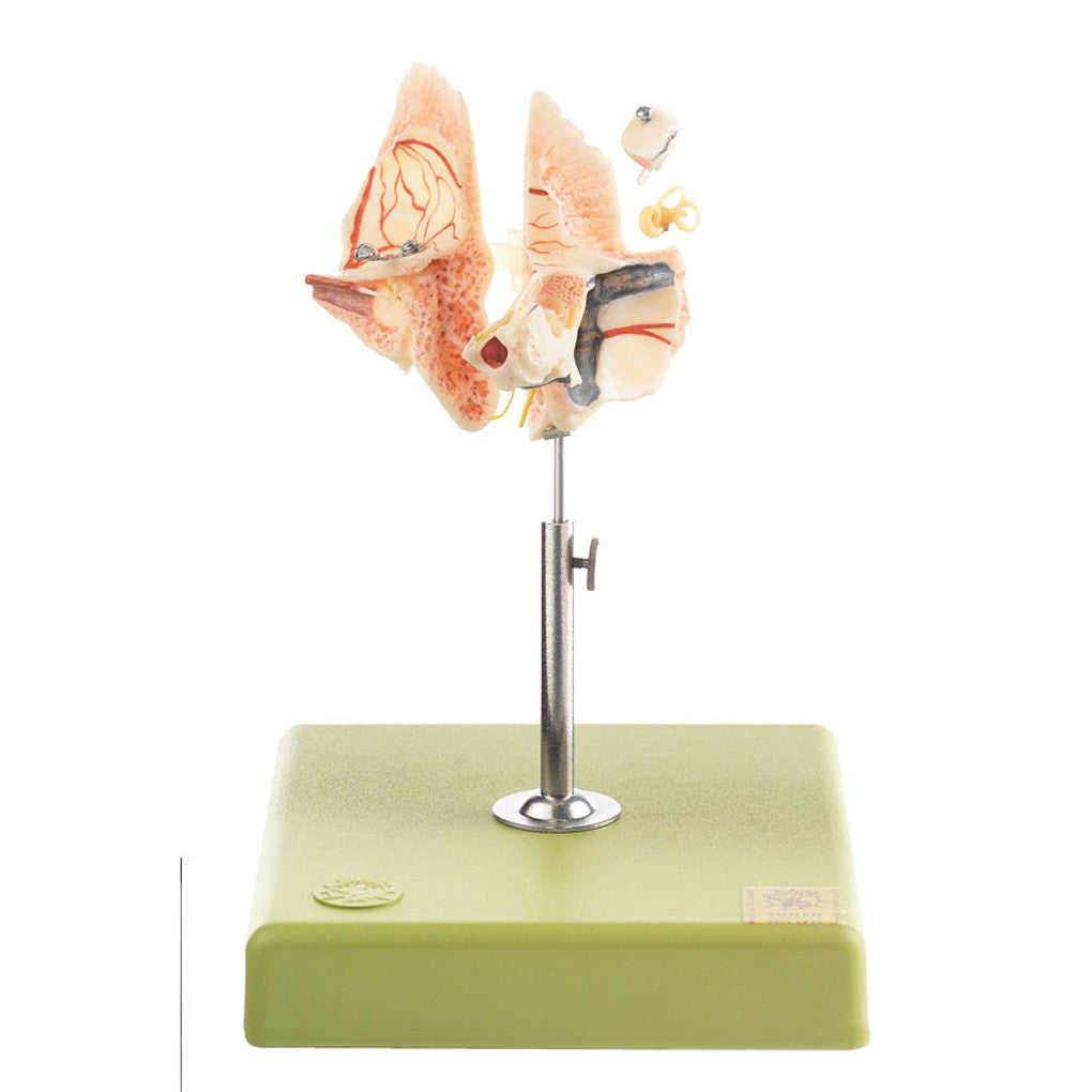 Artificial Temporal Bone model | Somso Qs 8/54