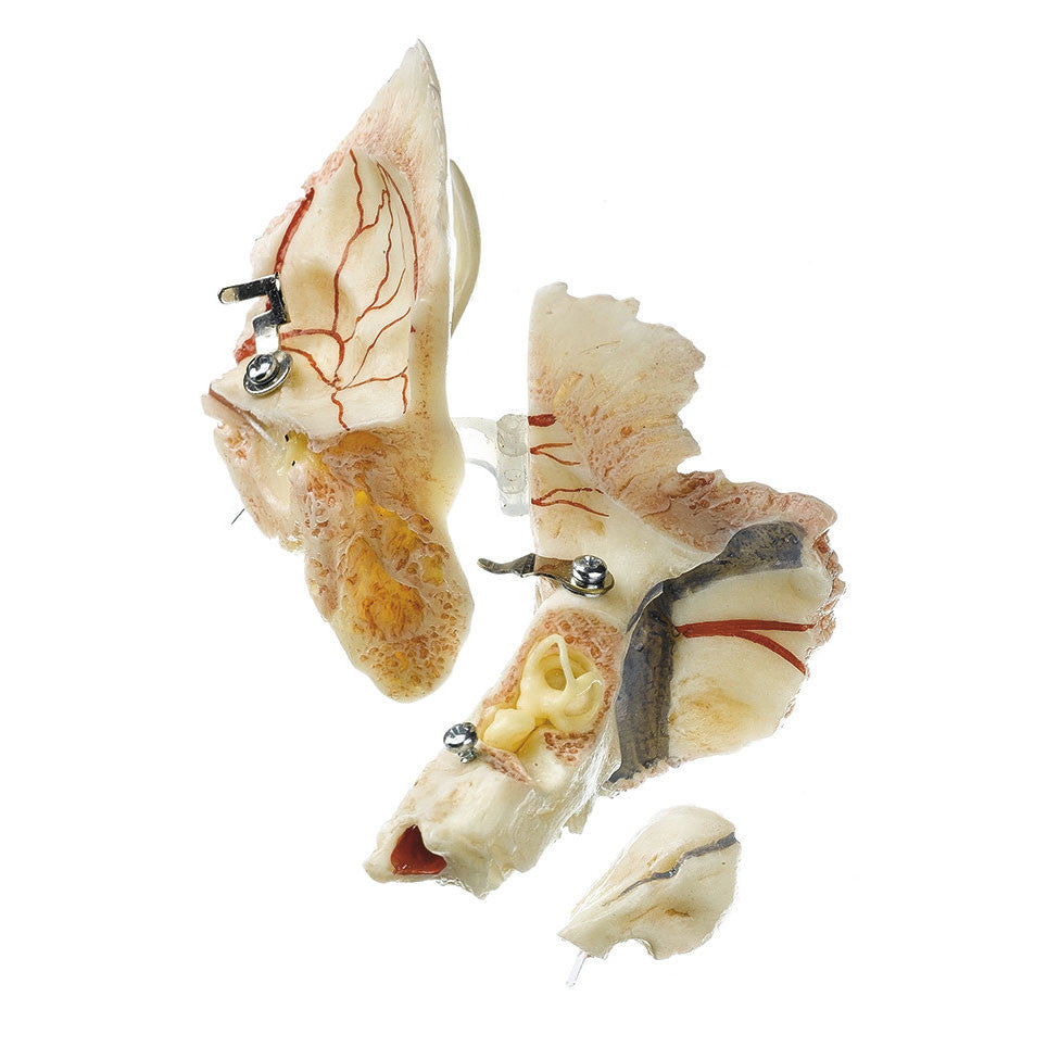 Artificial Temporal Bone model | Somso Qs 8/54
