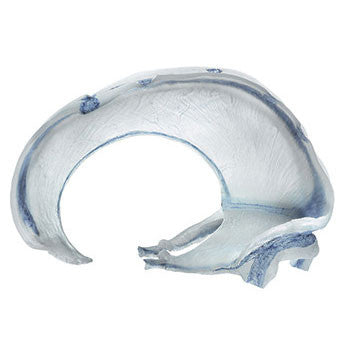 Falx Cerebri Somso Qs 8/6