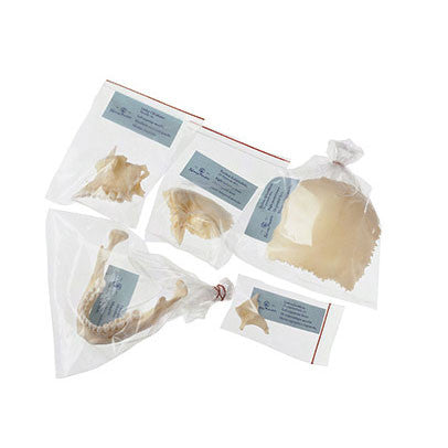 Artificial Bauchene Skull of an Adult, unmounted Somso Qs 9/3