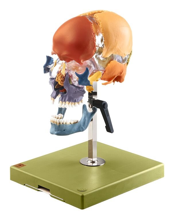 Artificial Bauchene Skull of an Adult on stand