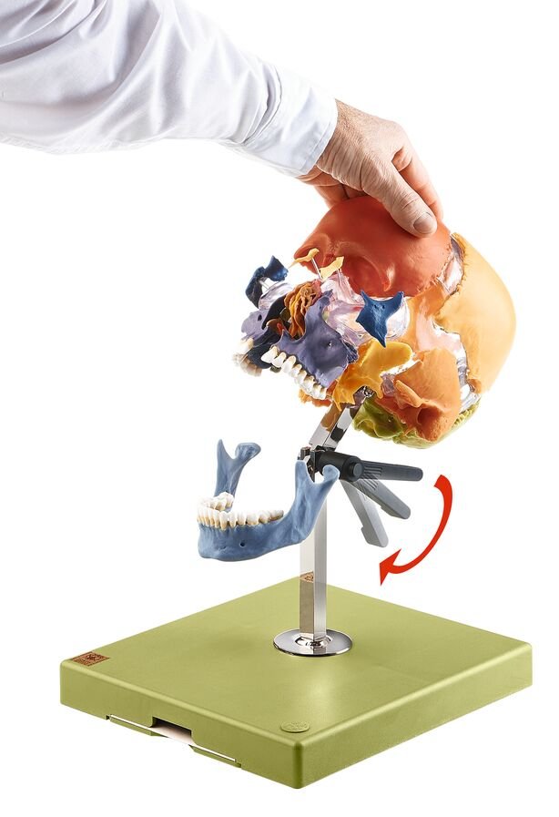 Artificial Bauchene Skull of an Adult on stand