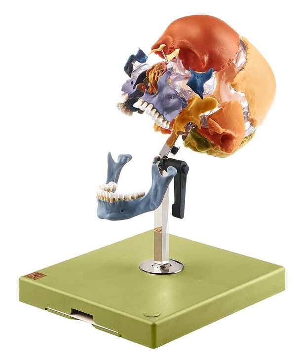 Artificial Bauchene Skull of an Adult on stand