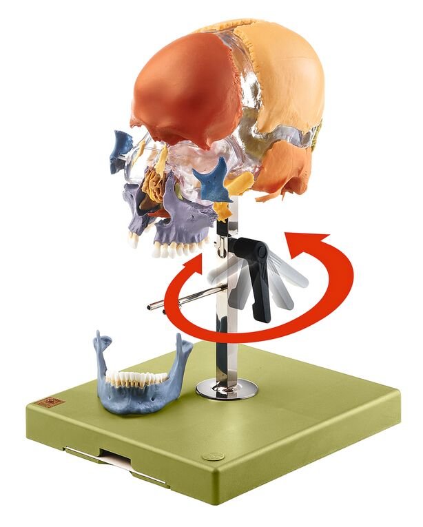 Artificial Bauchene Skull of an Adult on stand