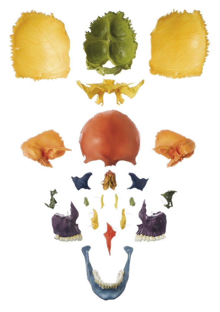 Artificial Bauchene Skull of an Adult on stand