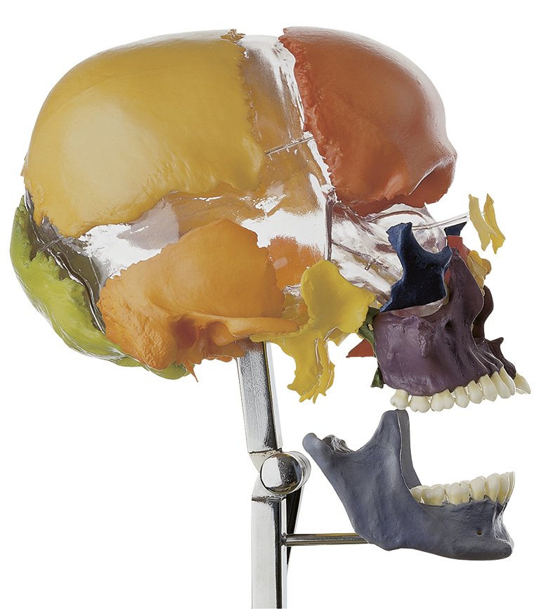 Artificial Bauchene Skull of an Adult on stand