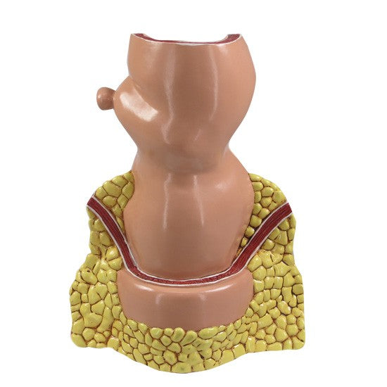 Rectum