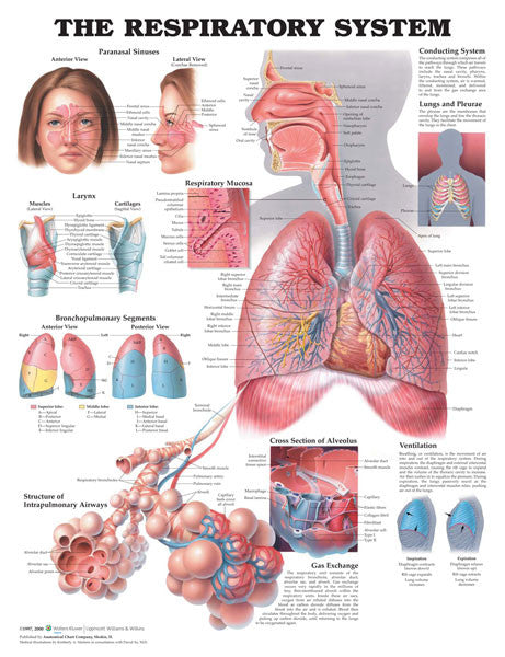 respiratory-system_1__35766.1589753431.1280.1280.jpg