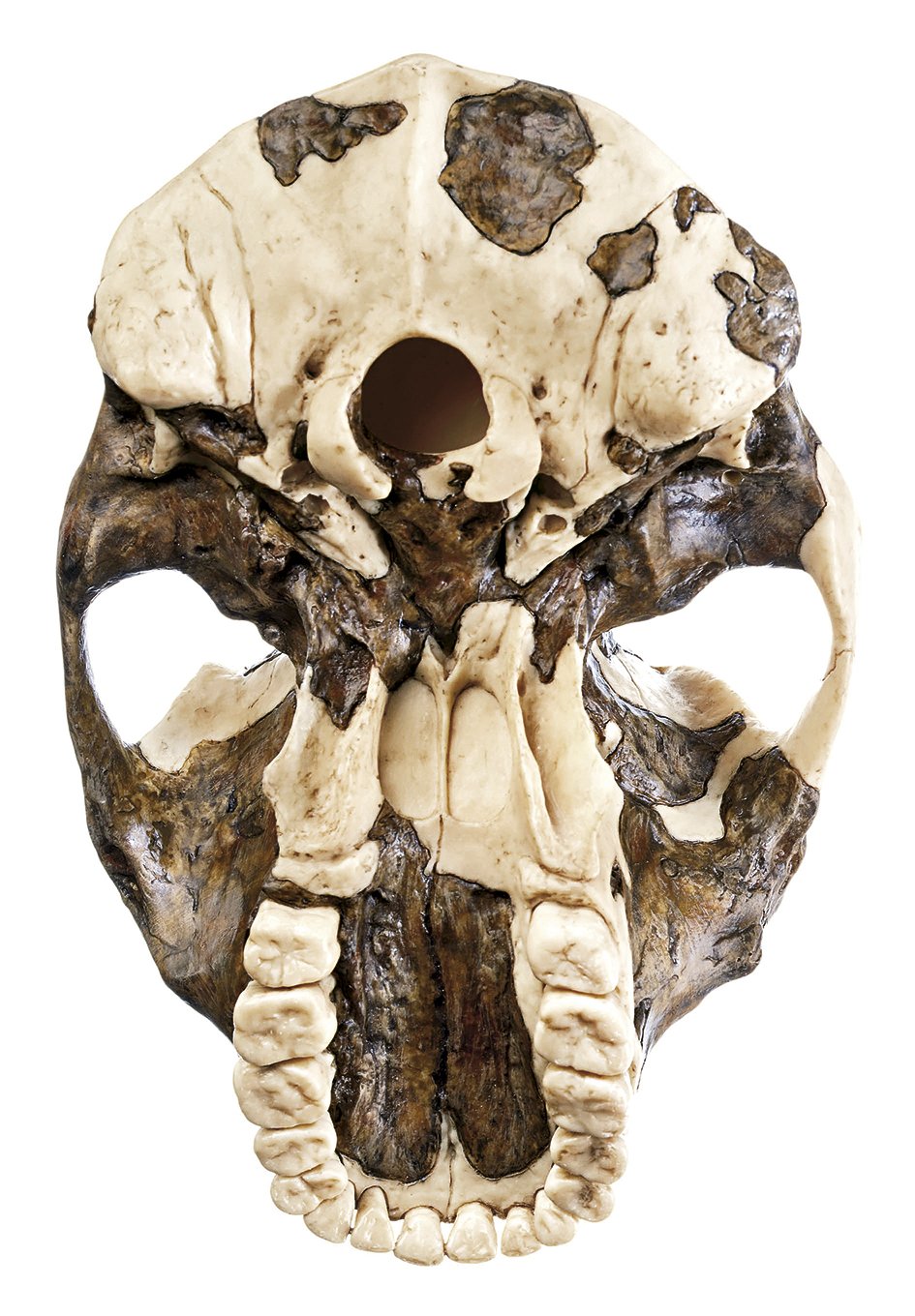 Reconstruction of a Skull of Paranthropus aethiopicus