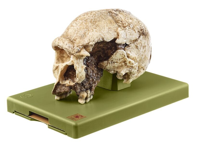 Skull of the Steinheim Prehistoric Man, Homo steinheimensis