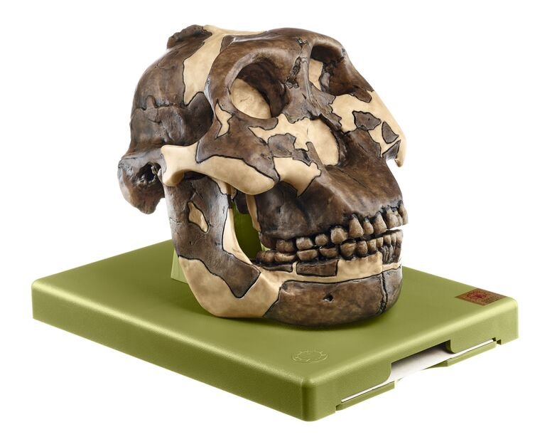 Reconstruction of a Skull of Paranthropus boisei