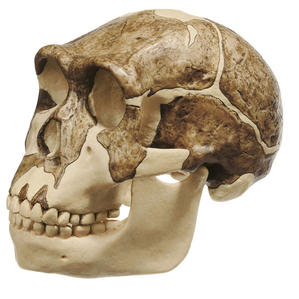 Reconstruction of a Skull of Homo ergaster | Somso S 2/3733