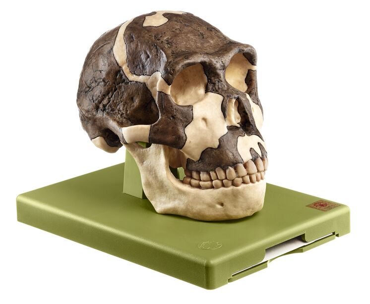 Reconstruction of a Skull of Homo ergaster