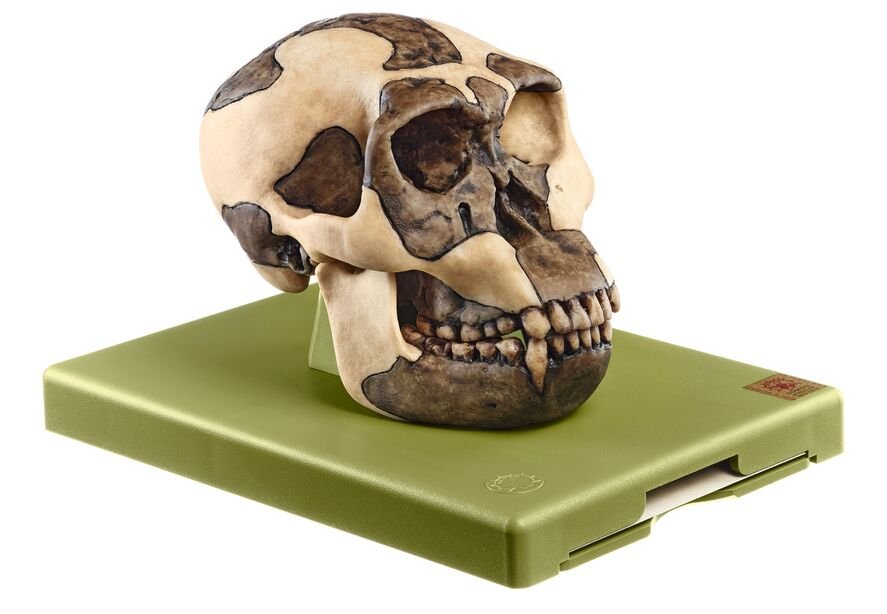 Reconstruction of a Skull of Homo habilis (O.H. 24)