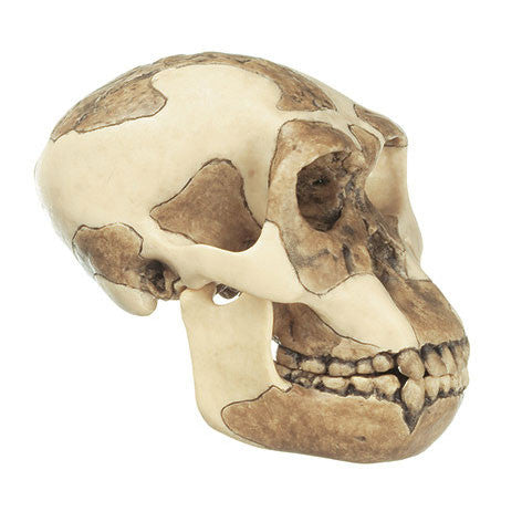Reconstruction of a Skull of Homo ergaster | Somso S 3/1