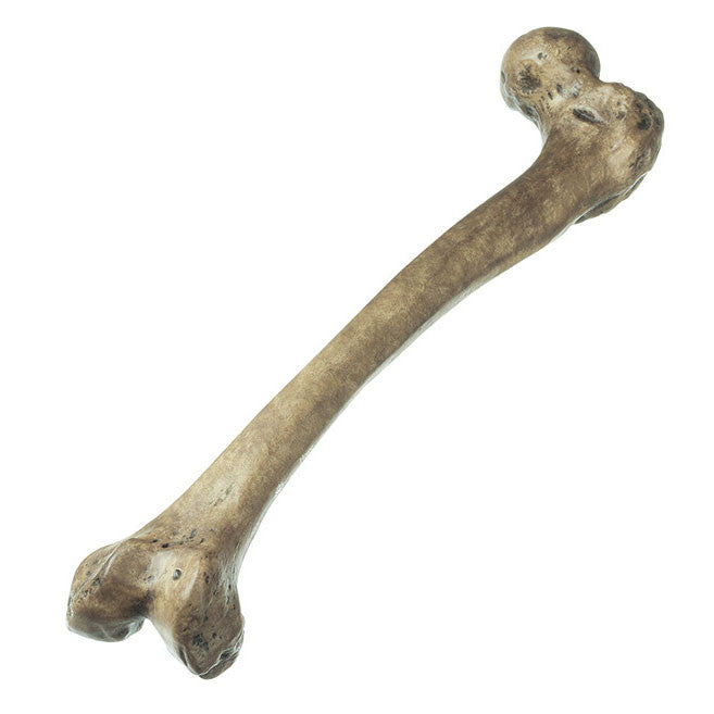 Reconstruction of a Thigh of Homo neanderthalensis | Somso S 3/F