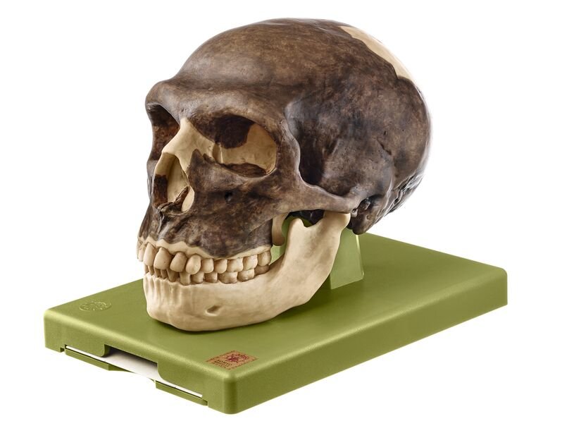 Reconstruction of a Skull of Homo neanderthalensis