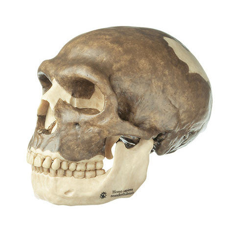 Reconstruction of a Skull of Homo neanderthalensis | Somso S 3