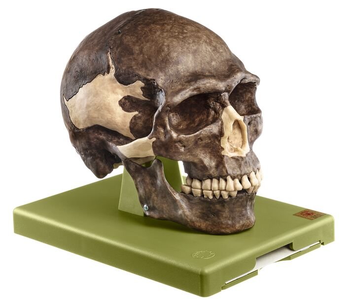 Reconstruction of a Skull of Homo sapiens