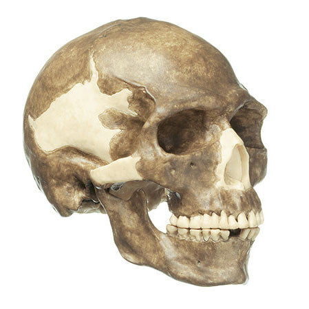 Reconstruction of a Skull of Homo sapiens | Somso S4