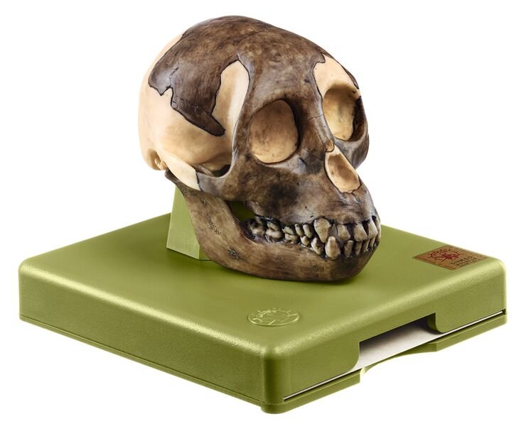 Reconstruction of a Skull of Proconsul africanus