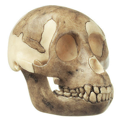Reconstruction of a Skull of Proconsul africanus | Somso S 5/1