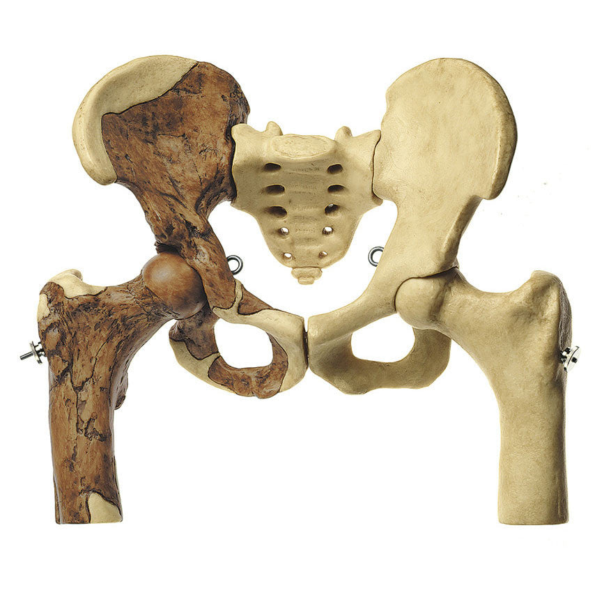Reconstruction of a Pelvis of Australopithecus africanus | Somso S5/STs14