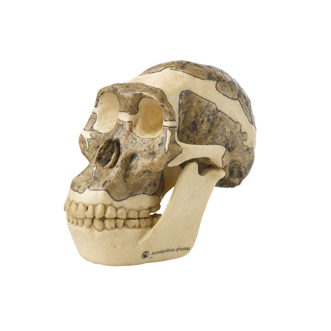 Reconstruction of a Skull of Australopithecus africanus | Somso S 5