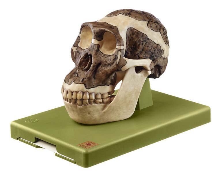 Reconstruction of a Skull of Australopithecus africanus