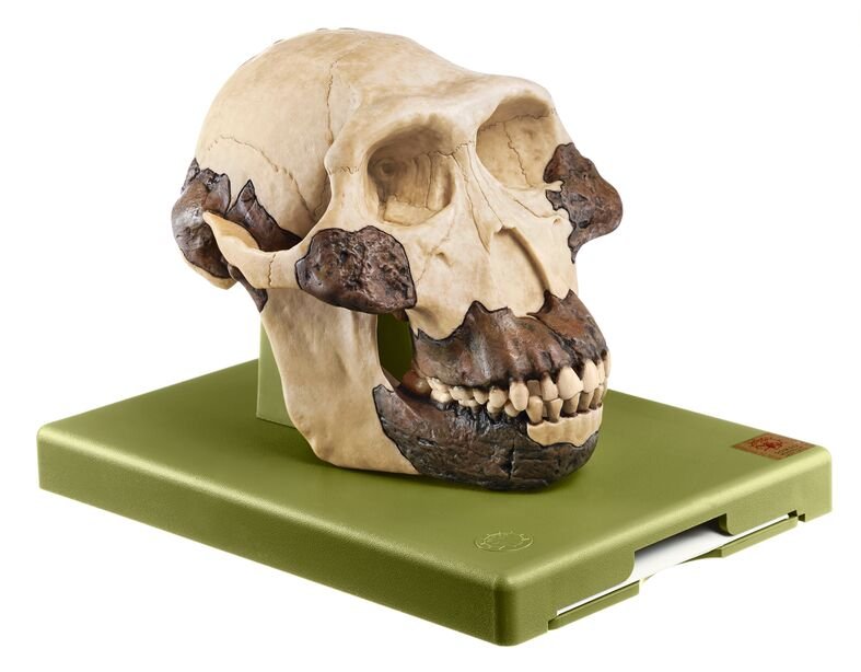 Reconstruction of a Skull of Australopithecus afarensis