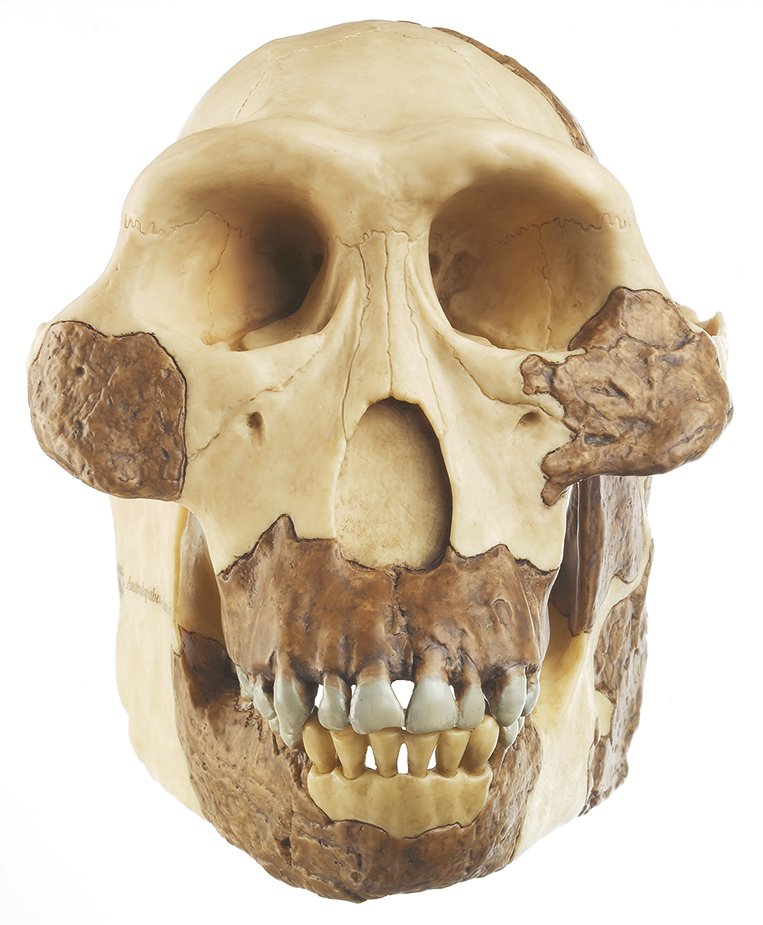 Reconstruction of a Skull of Australopithecus afarensis