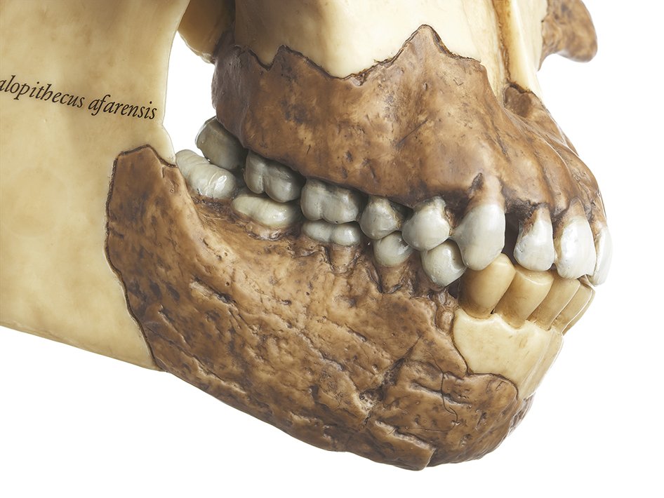 Reconstruction of a Skull of Australopithecus afarensis