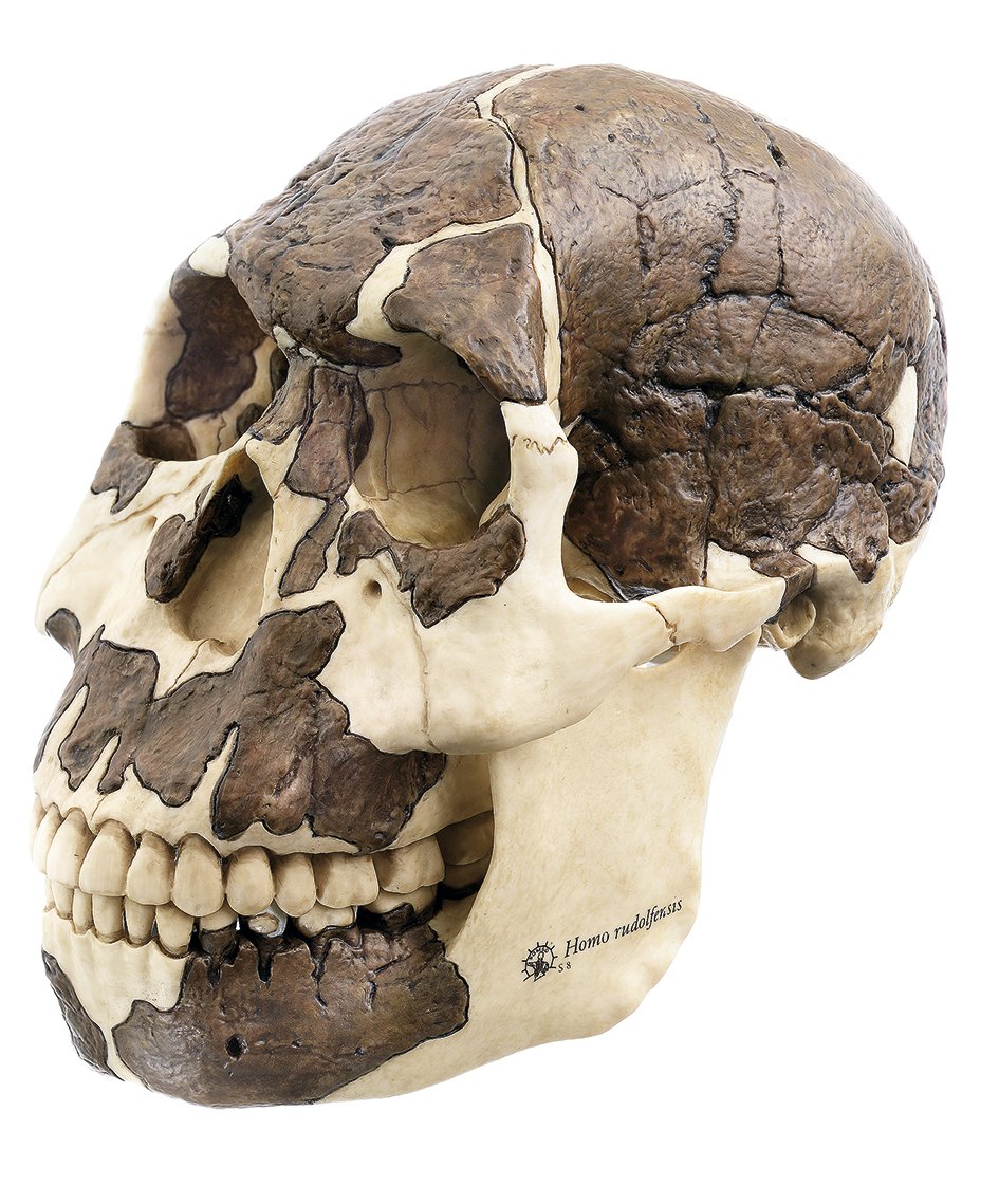 Reconstruction of a Skull of Homo rudolfensis